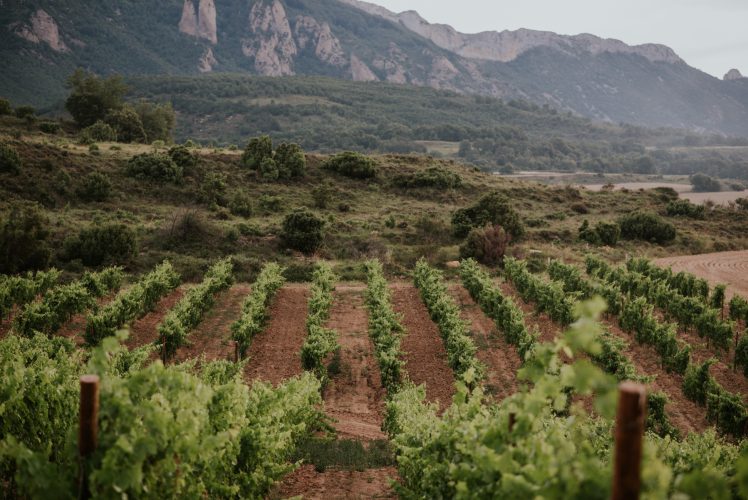 Finca La Rellanilla